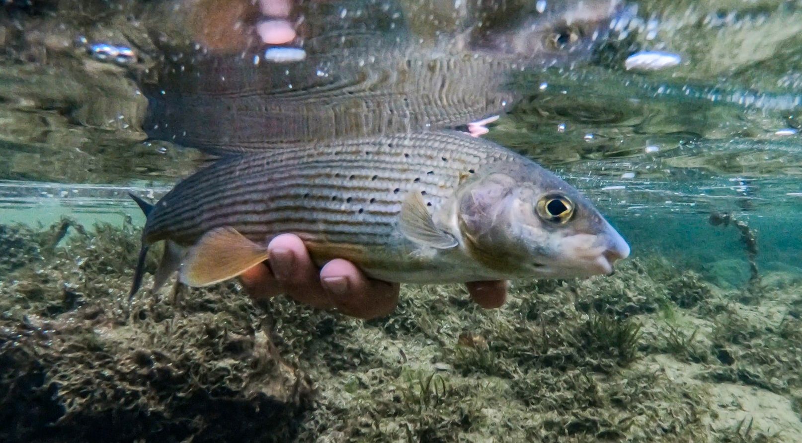 Austria Río Ybbs